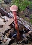 Raufuß-Steinpilz, Foto 17