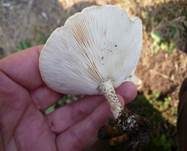 Raufußweichritterling, Foto 8