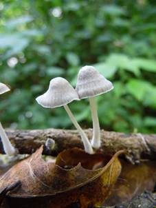 Rausporiger Samthelmling, Foto 2