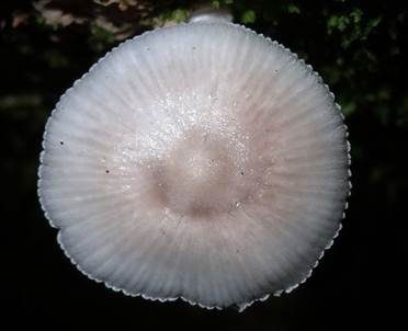 Rausporiger Samthelmling, Foto 3