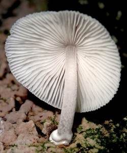 Rausporiger Samthelmling, Foto 4