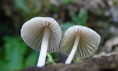 Rausporiger Samthelmling, Foto 5