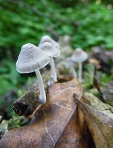 Rausporiger Samthelmling, Foto 6