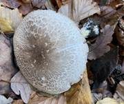 Rebhuhnchampignon, Foto 13