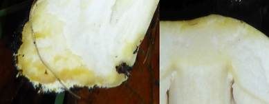 Rebhuhnchampignon, Foto 8