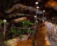 Blatthelmling, Foto 10