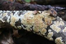 Reibeisen Rindenpilz, Foto 12