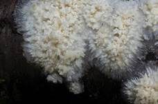 Reibeisen Rindenpilz, Foto 8