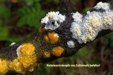 Reibeisen Rindenpilz, Foto 10