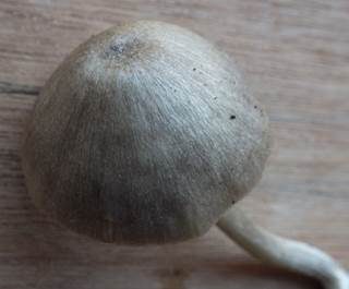 Rhombensporiger Rötling, Foto 4