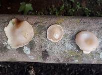 Riesenbecherling, Foto 15