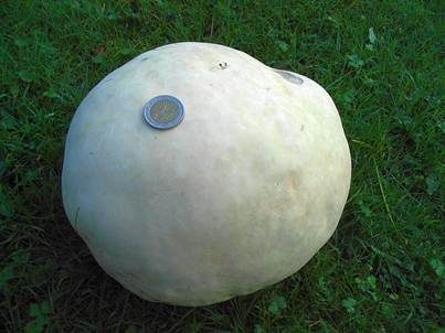 Riesenbovist, Foto 2