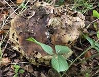 Riesenbovist, Foto 30