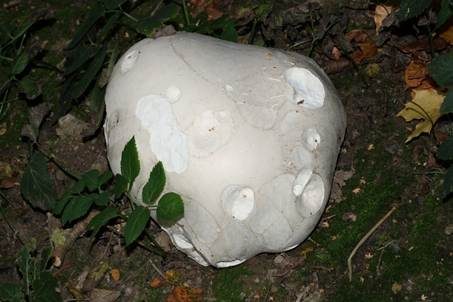 Riesenbovist, Foto 5