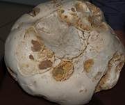 Riesenbovist, Foto 8
