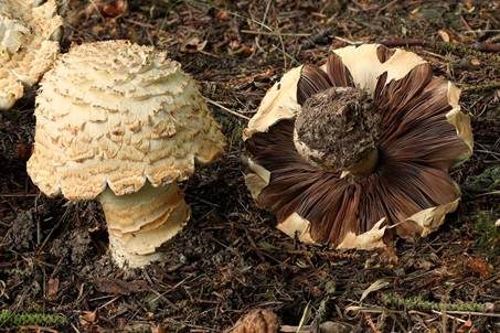 Riesenchampignon, Foto 2