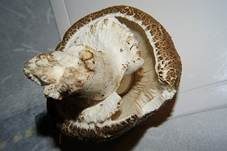 Riesenchampignon, Foto 14