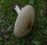 Riesenchampignon, Foto 17