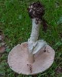 Riesenchampignon, Foto 18