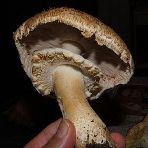 Riesenchampignon, Foto 4