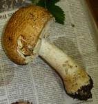Riesenchampignon, Foto 26