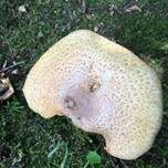 Riesenchampignon, Foto 27