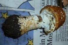Riesenchampignon, Foto 29