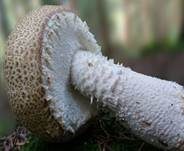 Riesenchampignon, Foto 35