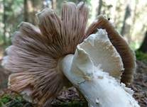 Riesenchampignon, Foto 38