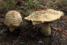 Riesenchampignon, Foto 40