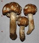 Riesenchampignon, Foto 7