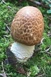 Riesenchampignon, Foto 52
