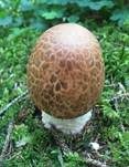 Riesenchampignon, Foto 53