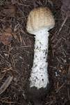 Riesenchampignon, Foto 54