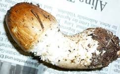 Riesenchampignon, Foto 56