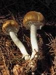 Riesenchampignon, Foto 58