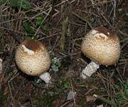 Riesenchampignon, Foto 64