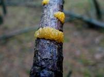 Riesengallertträne, Foto 8