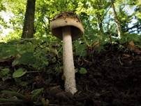 Riesenscheidenstreifling, Foto 17