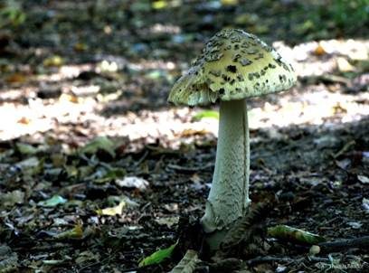 Riesenscheidenstreifling, Foto 4