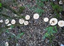 Riesentrichterling, Foto 16
