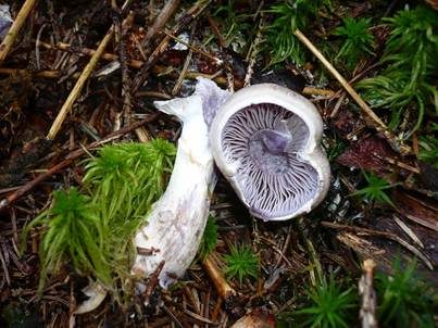 Blauberandeter Seidenkopf, Foto 4