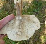 Rillstieliger Weichritterling, Foto 15