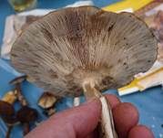 Rillstieliger Weichritterling, Foto 33