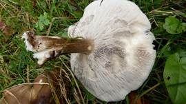 Rillstieliger Weichritterling, Foto 10