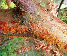 Rindenbrecher EUTYPELLA, Foto 3