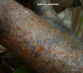 Rindenbrecher EUTYPELLA, Foto 16