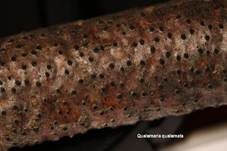 Rindenbrecher EUTYPELLA, Foto 19