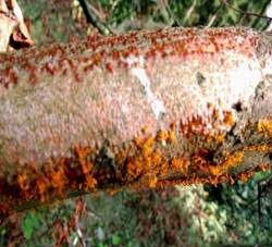 Rindenbrecher EUTYPELLA, Foto 5