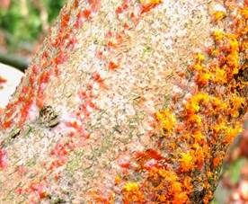 Rindenbrecher EUTYPELLA, Foto 7